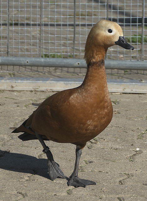 斯卡洛尼不